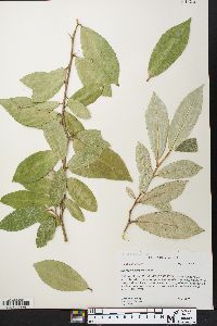 Elaeagnus pungens image