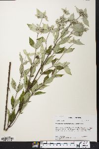 Pycnanthemum pycnanthemoides image