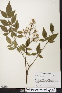 Nandina domestica image