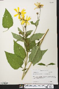 Heliopsis helianthoides var. helianthoides image