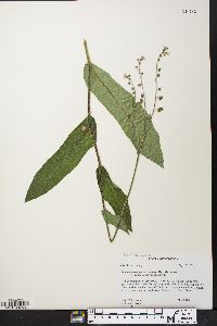 Andersonglossum virginianum image