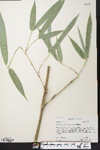 Phyllostachys aurea image