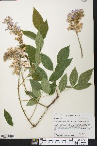 Wisteria frutescens var. macrostachya image