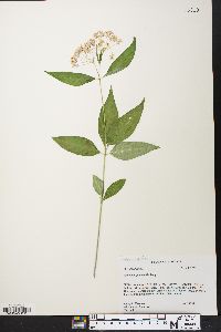 Asclepias quadrifolia image