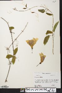 Bignonia capreolata image