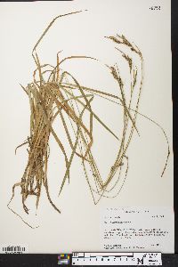 Carex hirtifolia image