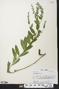 Onosmodium virginianum image