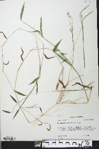 Microstegium vimineum image