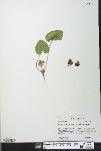 Hexastylis chueyi image