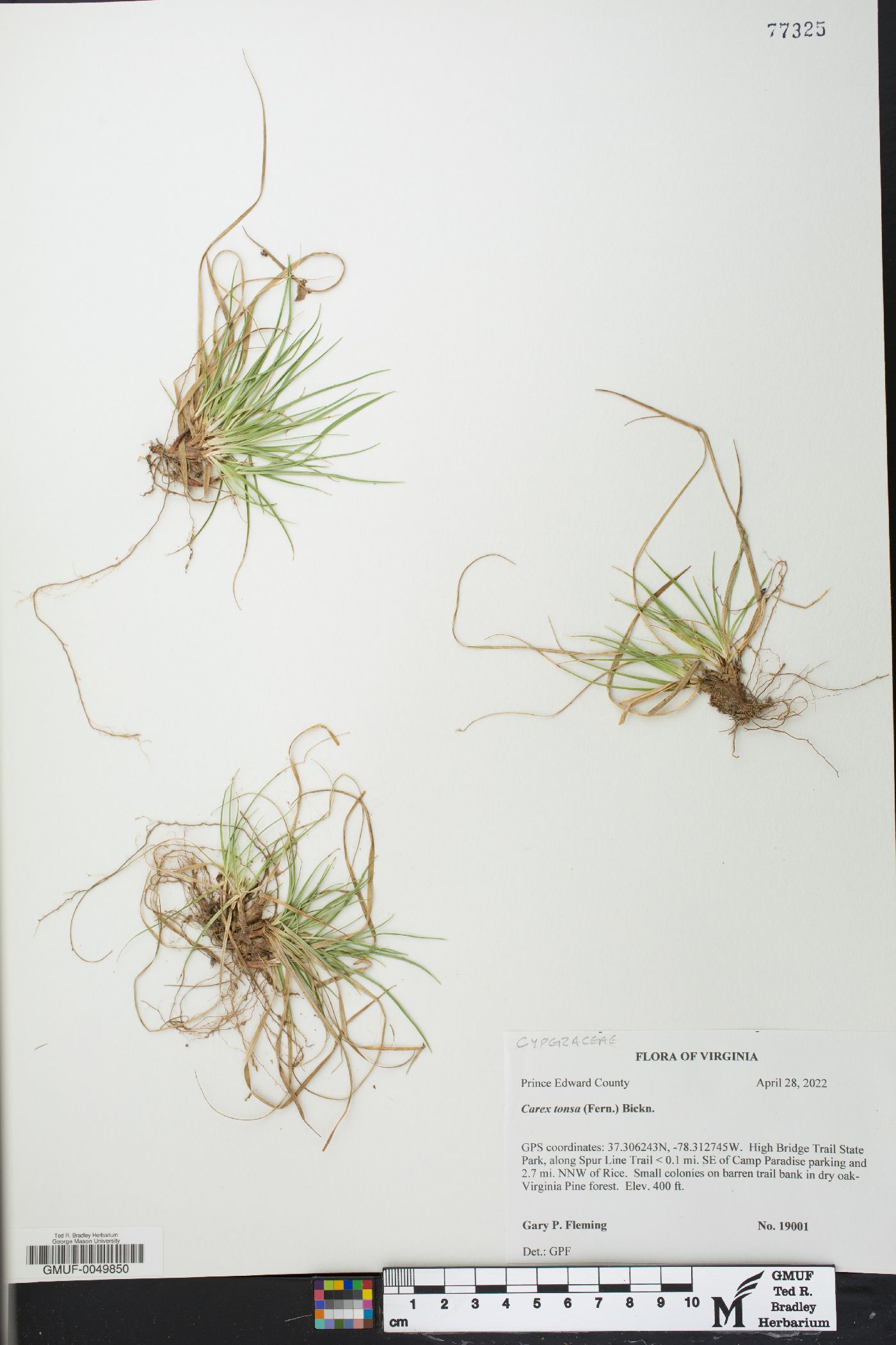 Carex tonsa image