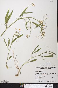 Lathyrus hirsutus image