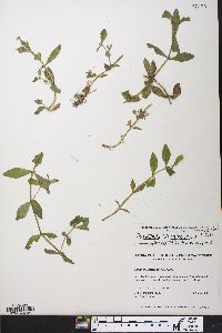 Gratiola virginiana image