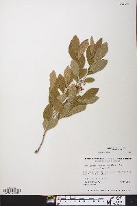 Gaylussacia frondosa image