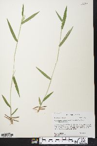 Dichanthelium acuminatum subsp. acuminatum image