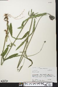 Verbena bonariensis image