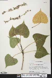 Populus deltoides subsp. deltoides image