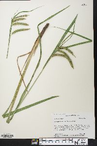 Carex crinita var. brevicrinis image