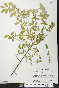 Euonymus alatus image