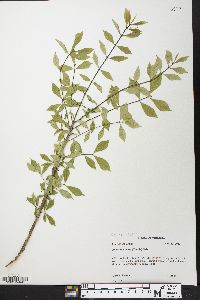 Euonymus alatus image