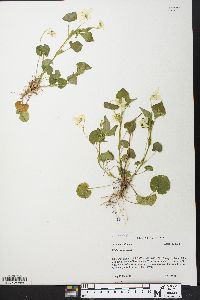 Viola striata image