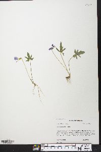 Viola subsinuata image