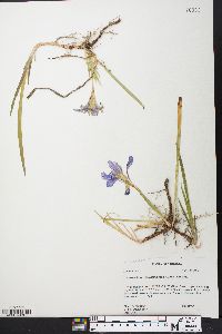 Iris verna image