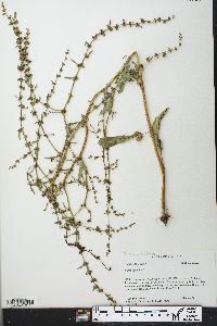 Rumex pulcher image