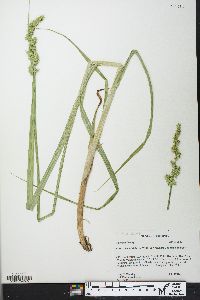 Carex stipata var. maxima image