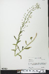 Thlaspi alliaceum image