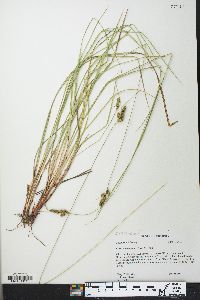 Carex complanata image