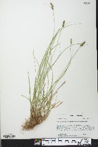 Carex muehlenbergii var. enervis image