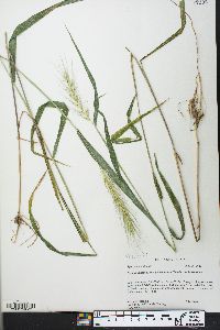 Elymus hystrix image