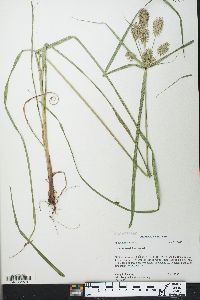 Cyperus hystricinus image