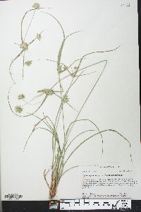 Cyperus lupulinus subsp. lupulinus image