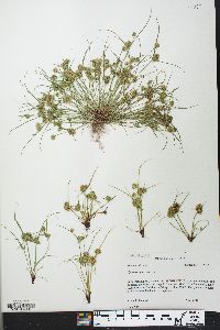 Cyperus squarrosus image