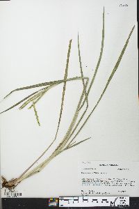 Paspalum laeve var. laeve image