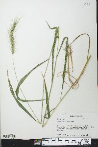 Elymus villosus image