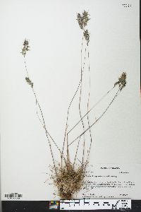 Poa bulbosa subsp. vivipara image