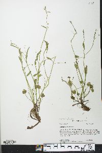 Ranunculus pusillus image