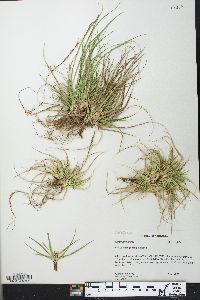 Carex tonsa image