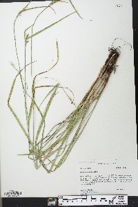 Scleria oligantha image