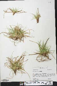 Carex tonsa image