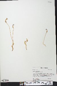 Orobanche uniflora image