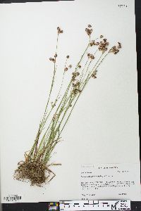 Luzula bulbosa image