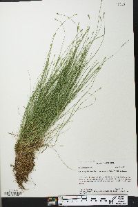 Carex leptalea subsp. harperi image
