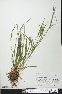 Carex kraliana image