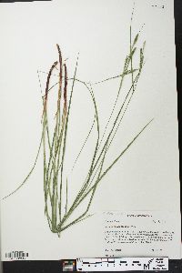 Carex virescens image