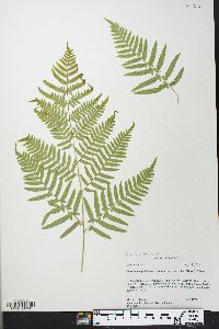 Pteridium aquilinum var. latiusculum image