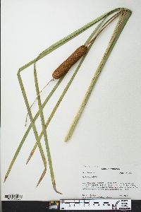 Typha angustifolia image