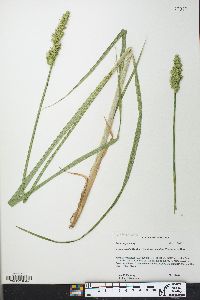 Carex stipata var. maxima image